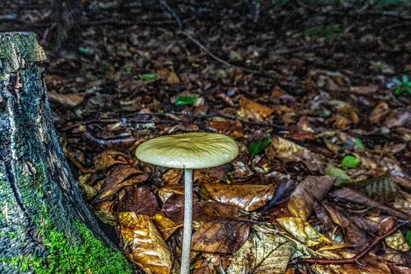 Ormanda bir mantar. sonbahar arkaplanı