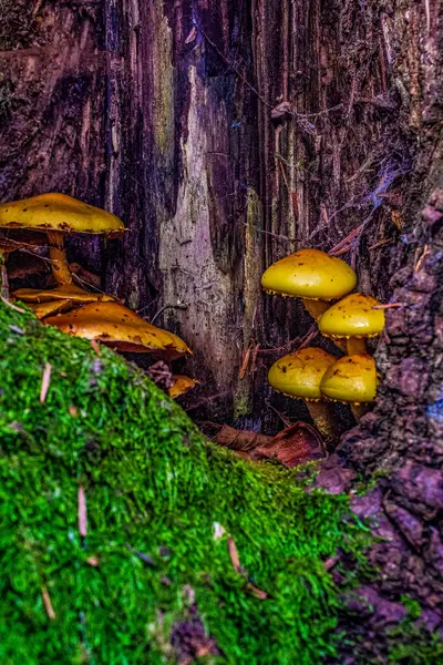 Bir grup mantarın dikey yakın çekimi.