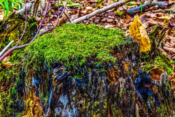 Ormandaki yaşlı kütük.