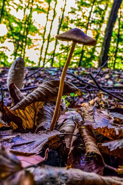 Ormandaki bir ağaç üzerinde sonbaharda mantar