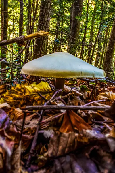 Ormanda beyaz şapka