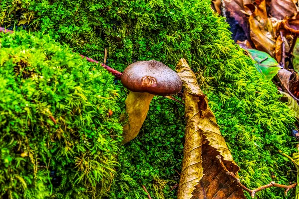 Ağaçta yeşil yosun