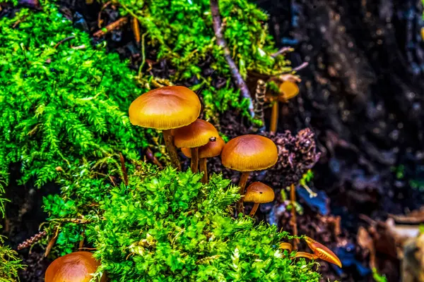 bir ağaç üzerinde mantar