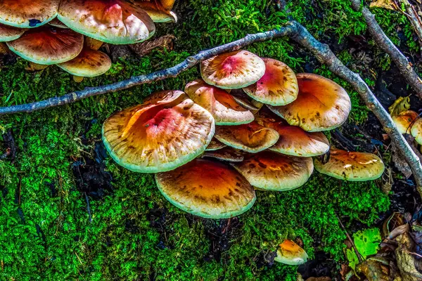 Ormandaki ağaçta mantar