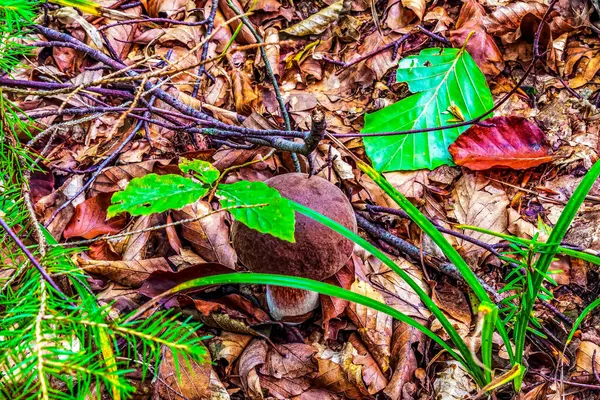 Ormandaki mantarın dikey görüntüsü.