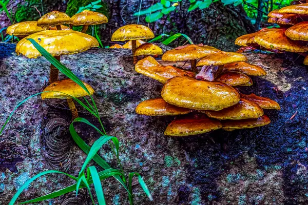 Gündüz vakti ormanda yakın plan mantar görüntüsü.