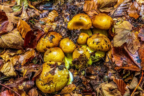 Ormanda yabani mantarlar