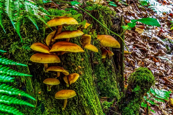 Ormanda bir grup mantar