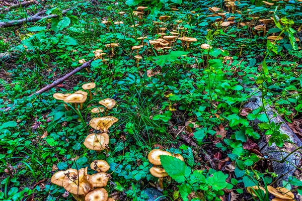Yeşil çimlerin üzerinde yabani mantarlar