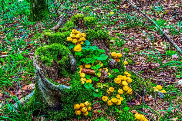 Yosun üzerinde mantar ve orman zemininde sarı yosun.