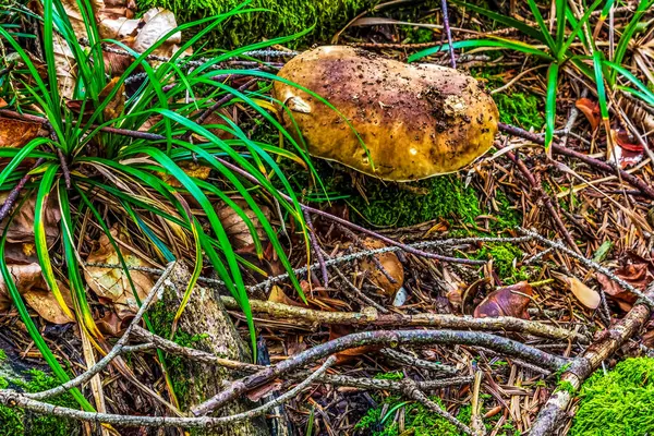 Ormandaki yeşil bir yosunun yakın çekimi.