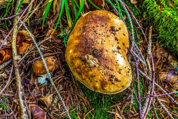 yabani mantarlar çimlerin üzerinde