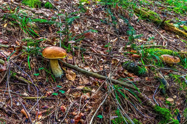 Sonbahar ormanında mantar.