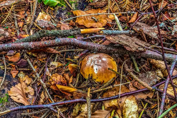 Ormanda sonbahar yaprakları