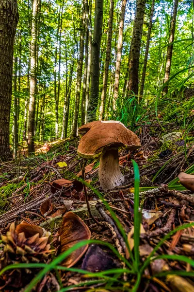 Ormanda mantar. Yeşil çimlerde mantar