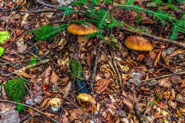 Ormanda yenilebilir mantarlar