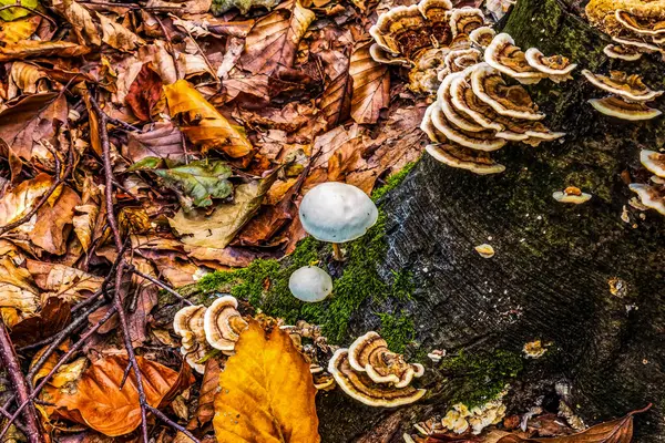 Ormandaki ağaçta yetişen mantarlar.