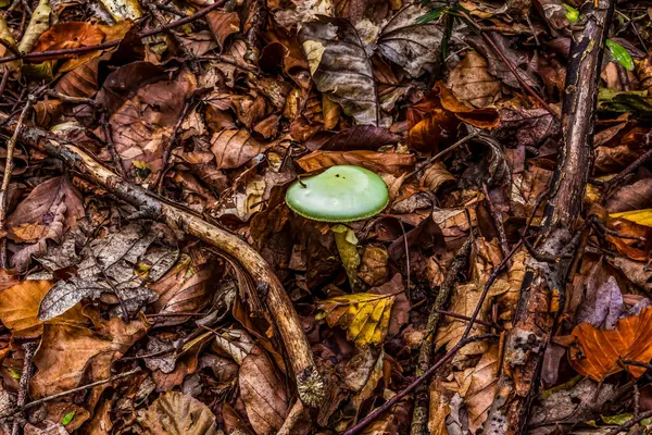 ormanda yeşil mantar