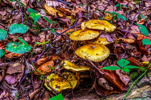 Ormanda sonbahar mantarları