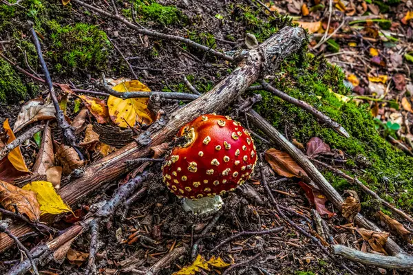Yerdeki kırmızı sinek agarik mantar