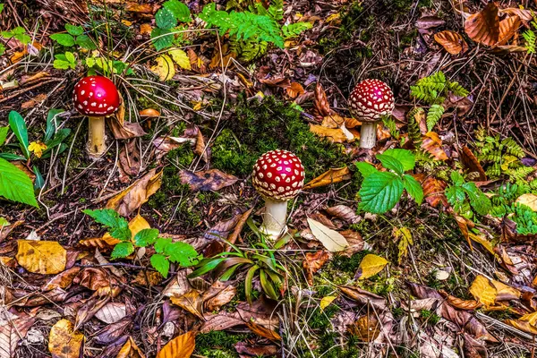Ormandaki mantarlar. sonbahar renkleri, mantarlar, mantarlar
