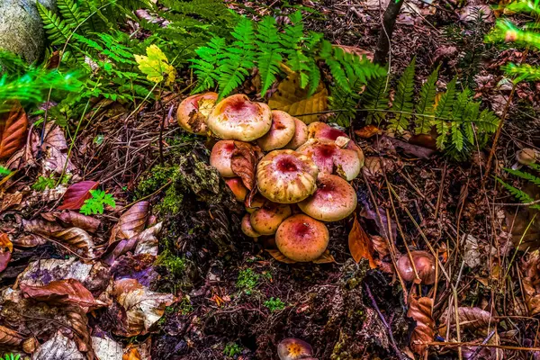 bir ormandaki yabani mantar