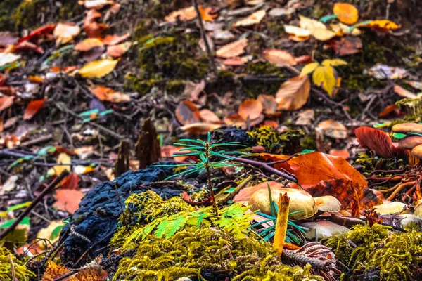 Ormanda sonbahar, renkli yapraklar, sonbahar mevsimi