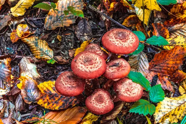 Vahşi orman mantarları, mantarlar ve vahşi orman mantarları.