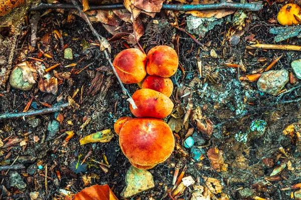 Ormanda sonbahar yaprakları