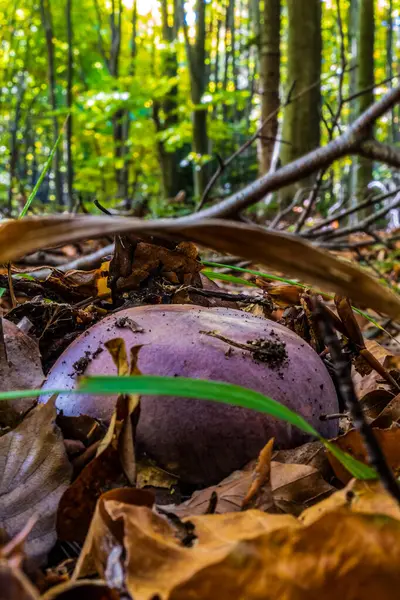 Kütüğün üzerinde mantarlar