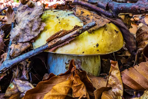 Ormanda sonbahar sarı şapkalı mantarlar