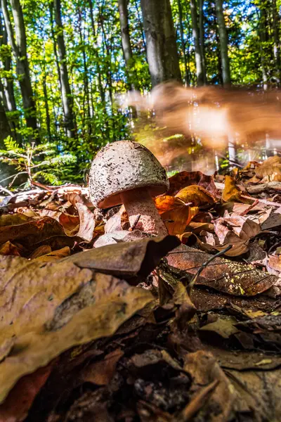 Ormanda düşen bir sonbahar yaprağının dikey görüntüsü.