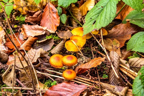 Ormandaki ormanda yetişen yabani mantarlar