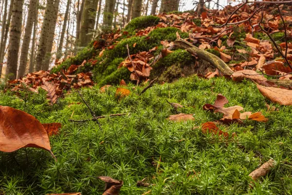 Sonbahar yapraklarının yere yakın çekimi.