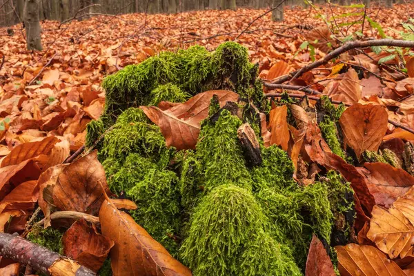Sonbahar ormandaki düşen yapraklar.