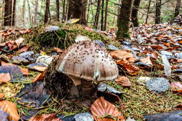 ormanda sonbaharda mantar