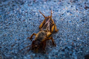 Doğadaki böceğin yakın görüntüsü