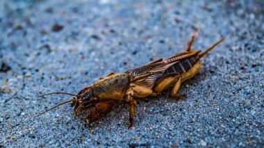 Bir cırcır böceğinin yere yakın çekimi.