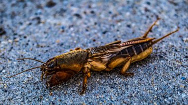 bir çekirge Görünümü Kapat