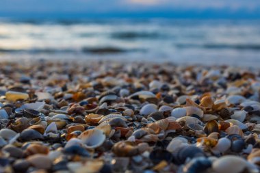 Kumlu bir sahilde deniz kabukları.