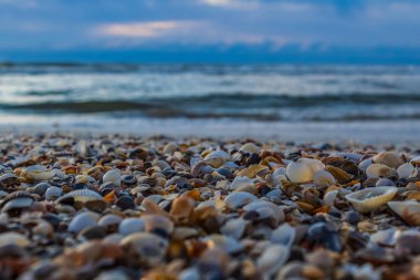Sahilde deniz kabukları