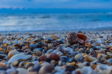 Arka planda deniz kabukları ve çakıl taşları