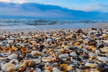Kumsalda deniz kabukları