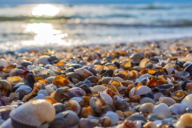 Deniz kabukları deniz kıyısında. arkaplan