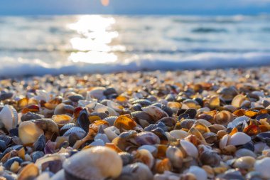 Sahilde deniz kabukları gün batımında