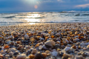 Gün batımında sahilde güzel deniz kabukları