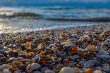 Taşları, çakıl taşları ve kabukları olan güzel deniz kıyısı.