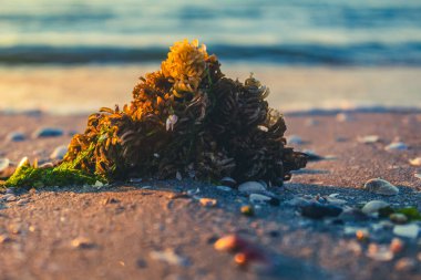 Güneşli bir akşamda gün batımında güzel bir deniz manzarası.