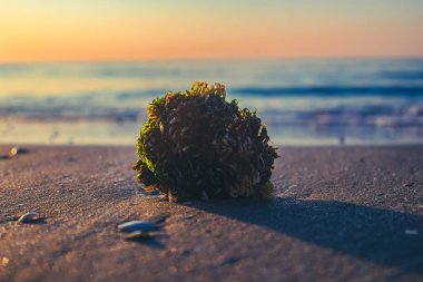 Taşları ve denizi olan güzel bir sahil.