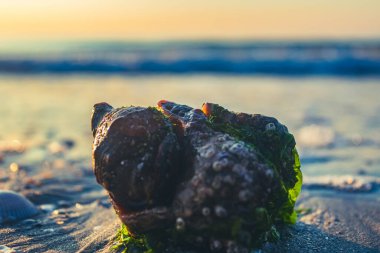 Deniz kabuğu kumlu bir plaj üzerinde